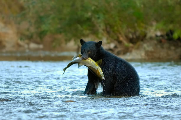 Processing California Black Bear